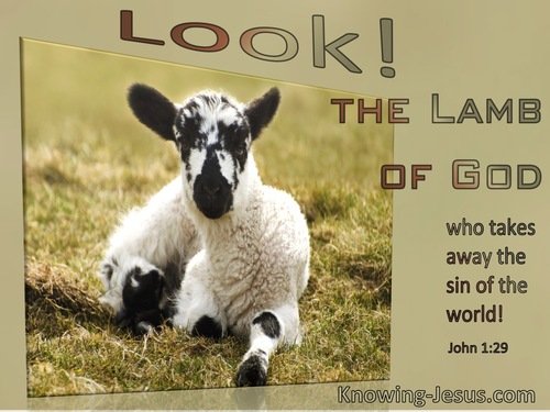 lamb of god jesus christ