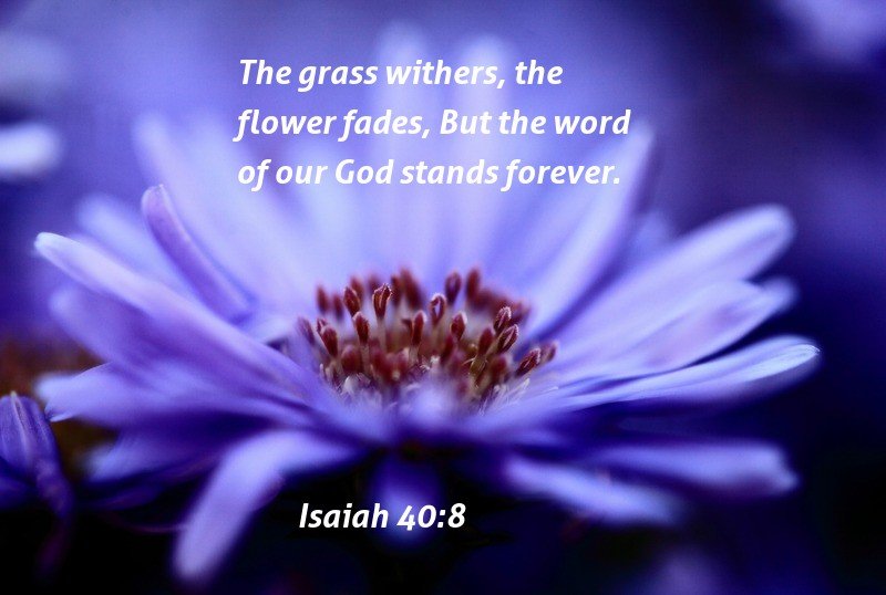 28 Bible Verses About Flowers